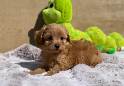 Cavapoo - Noki