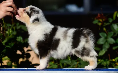 Berger australien - Winstead Nothing Else Matters