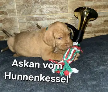 Hungarian Wire-haired Vizsla - Askan Vom Hunnenkessel