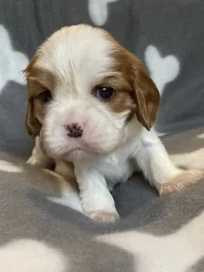 Cavalier king Charles spaniel - Aaron