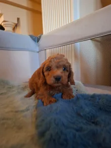 Caniche Nain - Pudel Miniature M