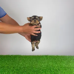 Yorkshire Terrier - Wolke