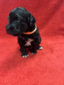 Portuguese Water Dog - Gucci