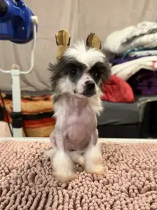 Chinese Crested Dog - Sable Hairless Girl