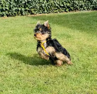 Terrier australien à poil soyeux - Mystery Guest