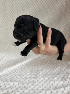 Portugalský vodní pes - Bodie