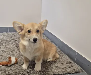 Welsh Corgi Pembroke - Dodo
