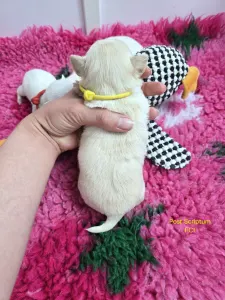 Chihuahua - Pianka 