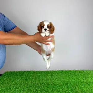 Cavalier King Charles spániel - Olympia