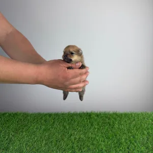 German Pomeranian Spitz - Yeller