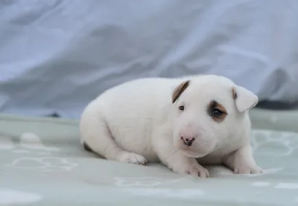 Miniature Bullterrier - Lotti