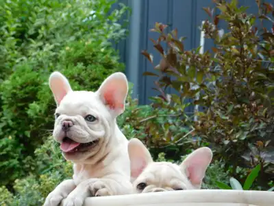 French Bulldog - Zoé 