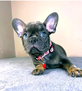 Francia bulldog - Daisy