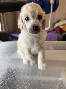 Střední pudl - White Boy