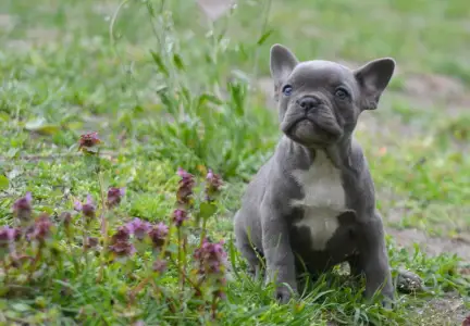 Francouzský buldoček - Milady