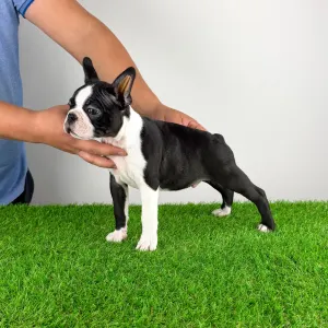 Boston Terrier - Dave
