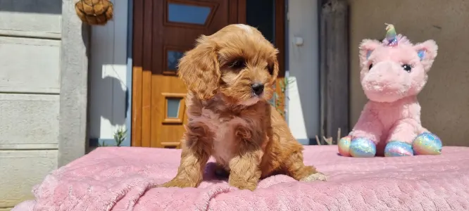 Cavapoo - Barack