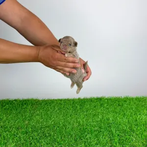 Chihuahua - Hella