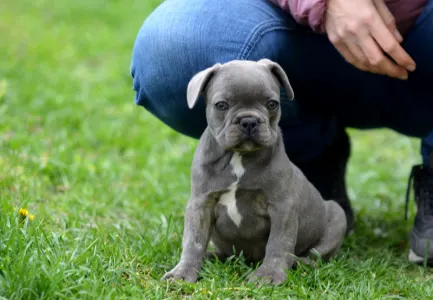 Bulldog francez - Monty