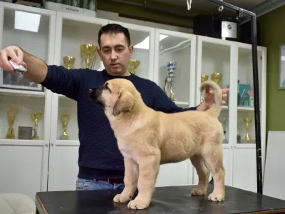 Central Asia Shepherd Dog - Jaku