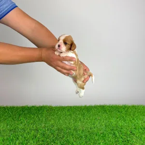 Cavalier King Charles Spaniel - Mimi