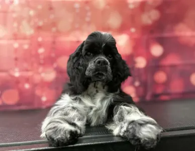 Cocker americano - Dream Of Aurora