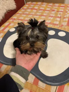 Yorkshire Terrier - Karolina