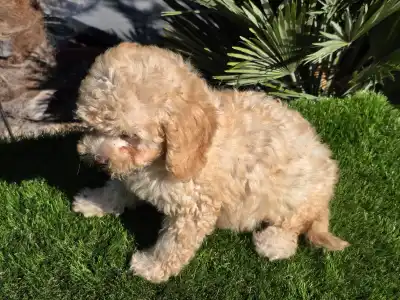 Cavapoo - Solo