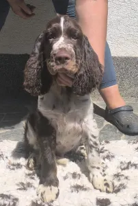Springer spaniel angielski - Springer Nests Ziggy