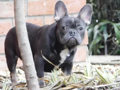 Buldog francuski - Fido 