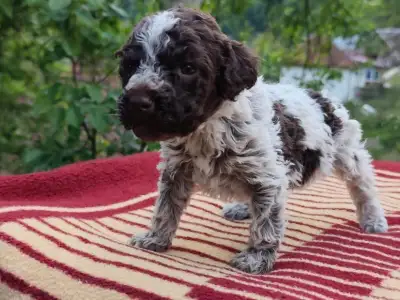 Lagotto Romanjolo - Dior The Royal Town Of Bobovc