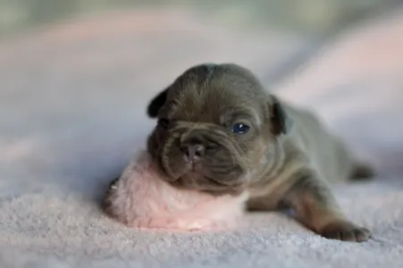 Französische Bulldogge - Rosie