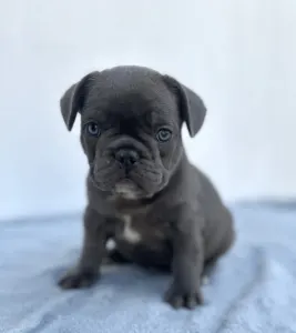 Francia bulldog - Edward