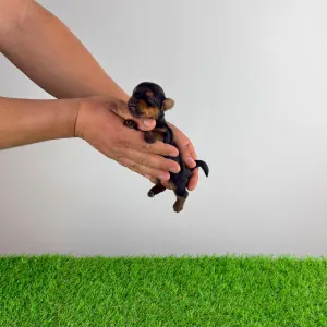 Yorkshire Terrier - Tinni