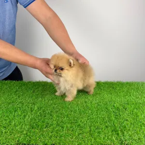 Szpic miniaturowy - Vesta