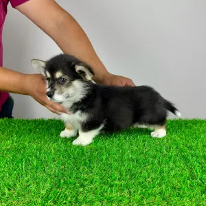 Pembroke Welsh Corgi - Rambo