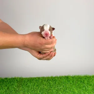 Australian Shepherd - Dax