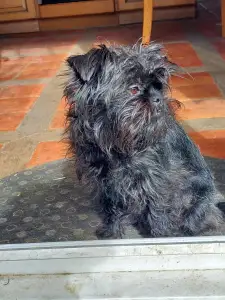 Affenpinscher - Affenvald