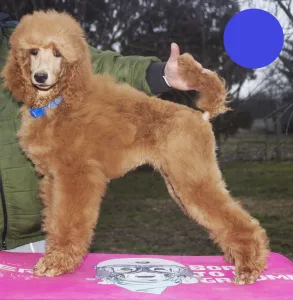 Poodle Standard - Julius Ceasar