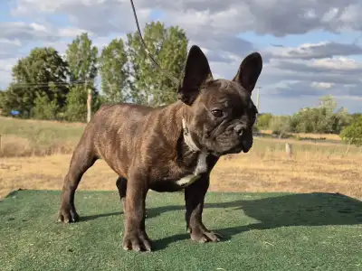 Francia bulldog - Ragnar