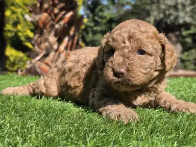 Cavapoo - Jam