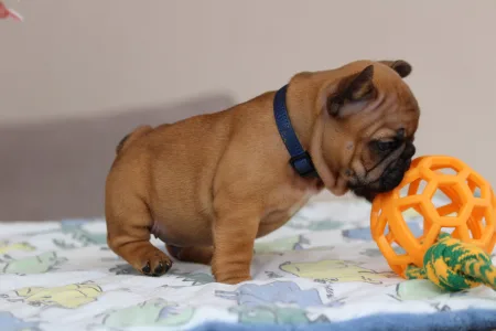 Französische Bulldogge - Usagi