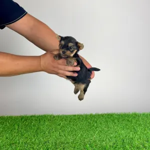 Yorkshire Terrier - Emios