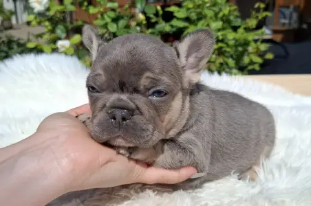 French Bulldog - Holly 