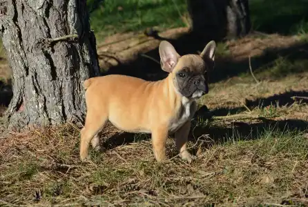 French Bulldog - Hanna