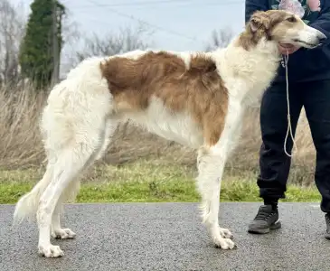 Barsoi - Carskiy Favorit Virazh