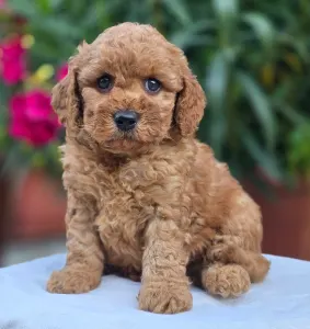 Cavapoo - Amigo