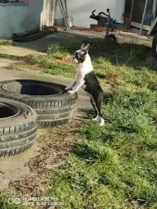 Boston terier - Bon-Bon