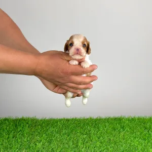 Кавалер кинг-чарльз-спаниель - Kyrill