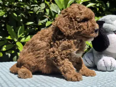 Cavapoo - Jonathan